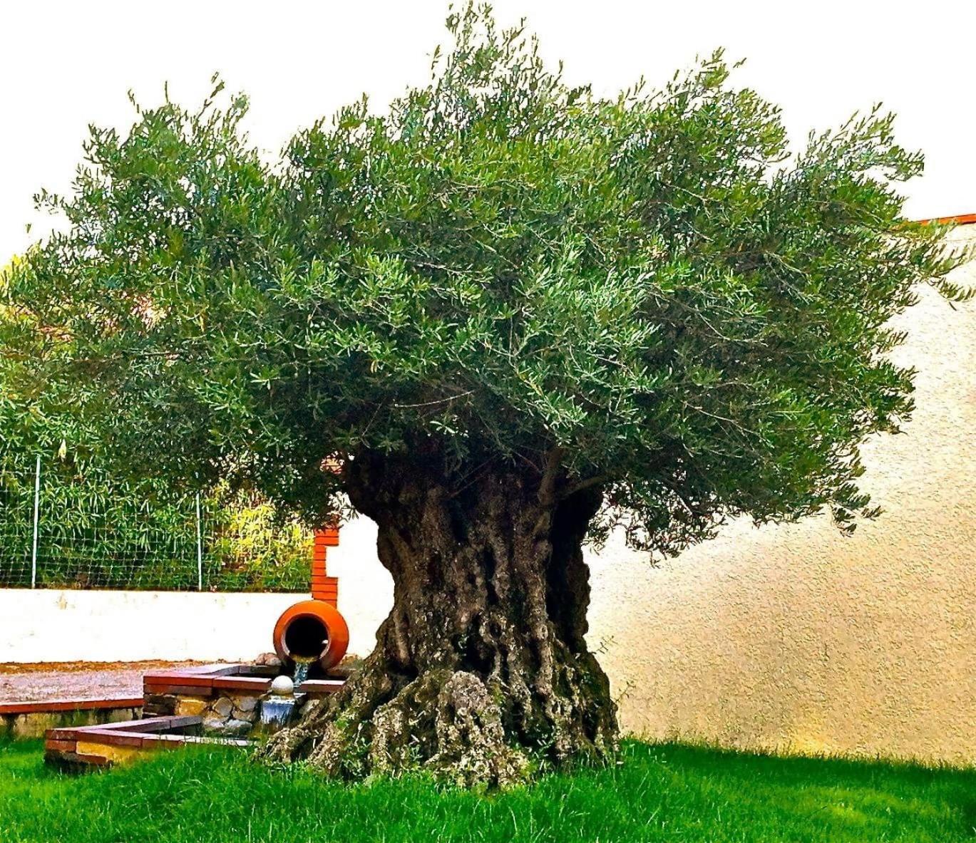 La Cigaliere En Cote Vermeille Latour-Bas-Elne ภายนอก รูปภาพ